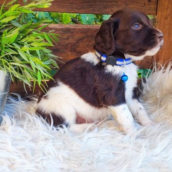 tango Mâle English springer spaniel