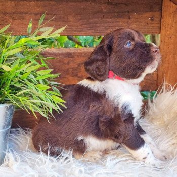 tap-la Mâle English springer spaniel