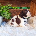 taz Mâle English springer spaniel