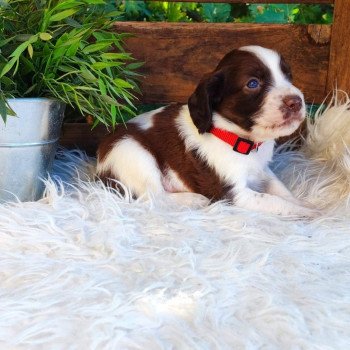 testa Mâle English springer spaniel