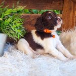 timy Mâle English springer spaniel timy Mâle English springer spaniel