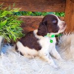 tino Mâle English springer spaniel