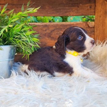 tomy Mâle English springer spaniel