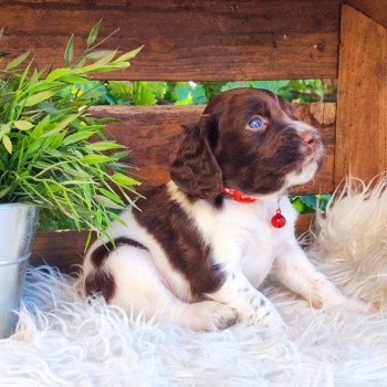 twist Mâle English springer spaniel