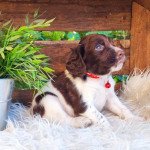 twist Mâle English springer spaniel