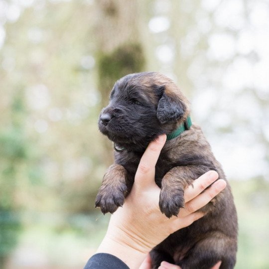 Chiot De Race Chien De Leonberg à Vendre Ou Disponibles à La