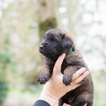 Miss verte Femelle Chien de leonberg