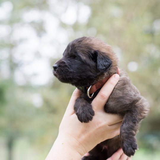 Chiot De Race Chien De Leonberg à Vendre Ou Disponibles à La