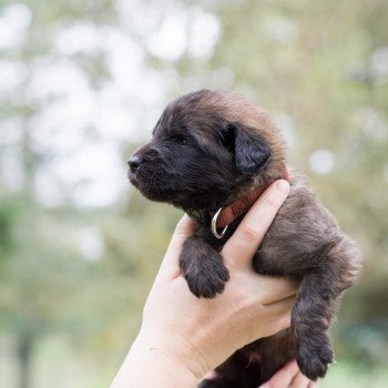 Chiots à Vendre