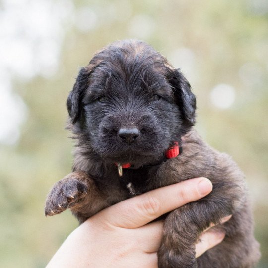 Chiot De Race Chien De Leonberg à Vendre Ou Disponibles à La