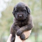 miss grise Femelle Chien de leonberg miss grise Femelle Chien de leonberg