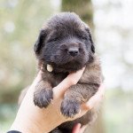 Mr Blanc Mâle Chien de leonberg