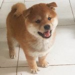 1er chiot (Portée Phuji de British & us ❤ Takashi) - Mâle Roux Mâle Shiba 1er chiot (Portée Phuji de British & us ❤ Takashi) - Mâle Roux Mâle Shiba
