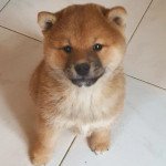 2e chiot (Portée Phuji de British & us ❤ Takashi) - Mâle Roux Mâle Shiba 2e chiot (Portée Phuji de British & us ❤ Takashi) - Mâle Roux Mâle Shiba