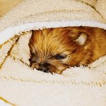 1er chiot (Portée BEATRIS ❤ SALAMECHE) - Mâle orange Mâle Spitz allemand 1er chiot (Portée BEATRIS ❤ SALAMECHE) - Mâle orange Mâle Spitz allemand