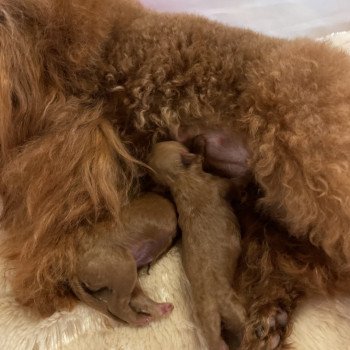 1er chiot (Portée Pâquerette ❤ Tchinkys) - Mâle Fauve Mâle Caniche