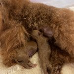 1er chiot (Portée Pâquerette ❤ Tchinkys) - Mâle Fauve Mâle Caniche 1er chiot (Portée Pâquerette ❤ Tchinkys) - Mâle Fauve Mâle Caniche