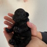 1er chiot (Portée Sweety ❤ Tchinkys) - Mâle Noir De superbe couleur noir Mâle Caniche 1er chiot (Portée Sweety ❤ Tchinkys) - Mâle Noir De superbe couleur noir Mâle Caniche