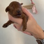 2e chiot (Portée Sweety ❤ Tchinkys) - Mâle Fauve Couleur fauve rouge Mâle Caniche 2e chiot (Portée Sweety ❤ Tchinkys) - Mâle Fauve Couleur fauve rouge Mâle Caniche