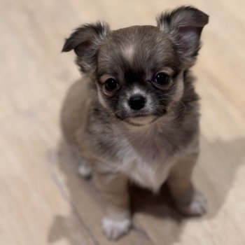 Abanera Femelle Chihuahua Poil Long