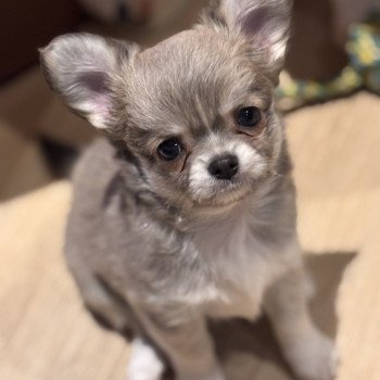 Ako Mâle Chihuahua Poil Long