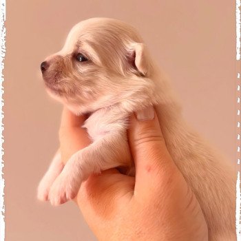 Arkan Mâle Chihuahua Poil Long