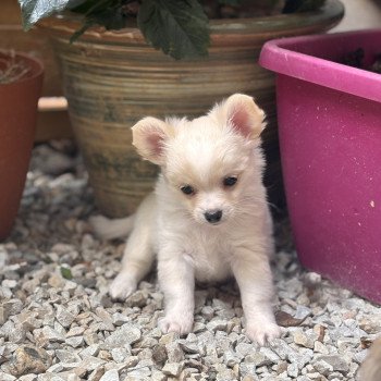 Arkan Mâle Chihuahua Poil Long