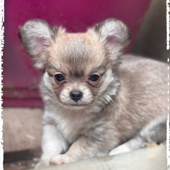 Arlem shake Mâle Chihuahua Poil Long