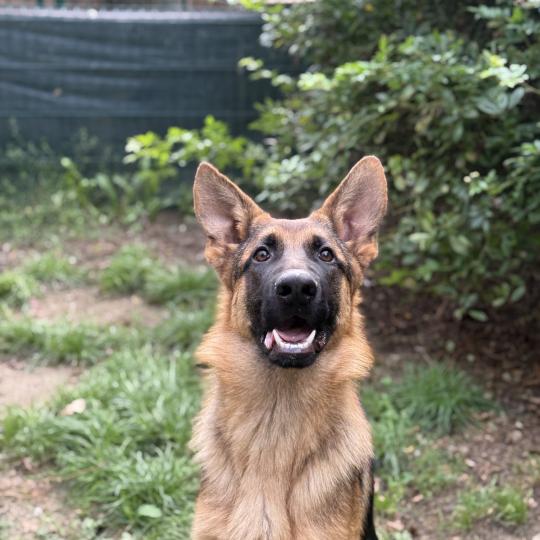 Alvin (orange) du val de la petite creuse Mâle Berger allemand