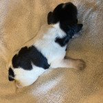 1er chiot (Portée Pica ❤ Arthur) - Mâle noir et blanc queue longue, 2 taches noires sur le haut de la queue Mâle Epagneul breton 1er chiot (Portée Pica ❤ Arthur) - Mâle noir et blanc queue longue, 2 taches noires sur le haut de la queue Mâle Epagneul breton