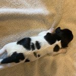 3e chiot (Portée Pica ❤ Arthur) - Femelle noir et blanc queue longue, tête noire Femelle Epagneul breton 3e chiot (Portée Pica ❤ Arthur) - Femelle noir et blanc queue longue, tête noire Femelle Epagneul breton