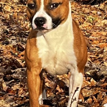 Valhalla Du clan de Sparte Femelle Staffordshire bull terrier