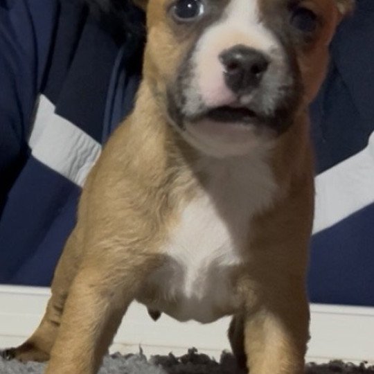 chiot Staffordshire bull terrier Rouge collier blanc Artémis Du clan de Sparte  