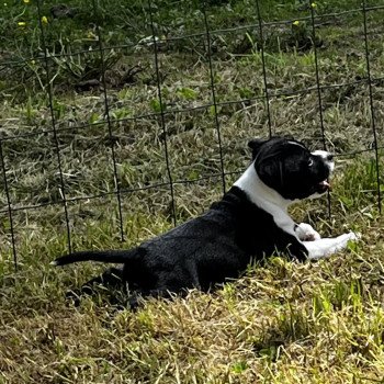 Ariane Du clan de Sparte Femelle Staffordshire bull terrier