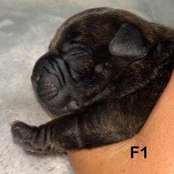 1er chiot (Portée Sky at du Clan de Sparte ❤ Panchito Pistoles 2025) - Femelle Blastron en forme d’oiseau Femelle Staffordshire bull terrier