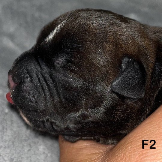 2e chiot (Portée Sky at du Clan de Sparte ❤ Panchito Pistoles 2025) - Femelle Liseret blanc sur le crâne  - Blastron blanc  - Flèche blanche en dessous Femelle Staffordshire bull terrier