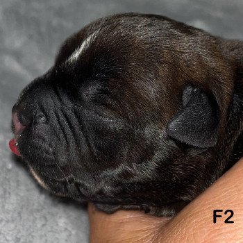 2e chiot (Portée Sky at du Clan de Sparte ❤ Panchito Pistoles 2025) - Femelle Liseret blanc sur le crâne  - Blastron blanc  - Flèche blanche en dessous Femelle Staffordshire bull terrier