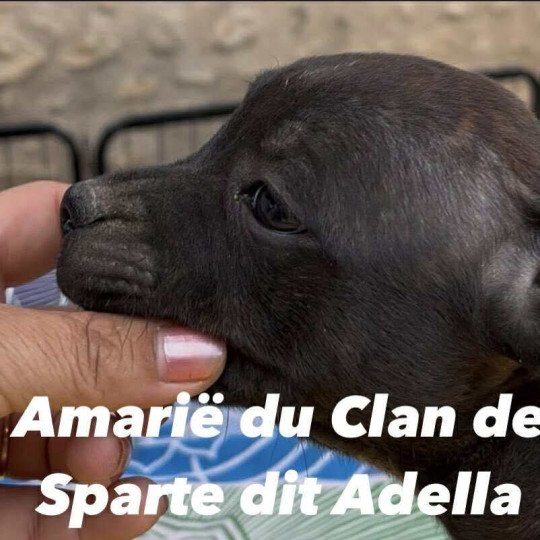chiot Staffordshire bull terrier Du clan de Sparte  