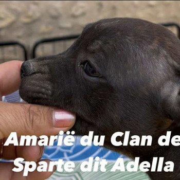 Amarïe Du clan de Sparte Femelle Staffordshire bull terrier