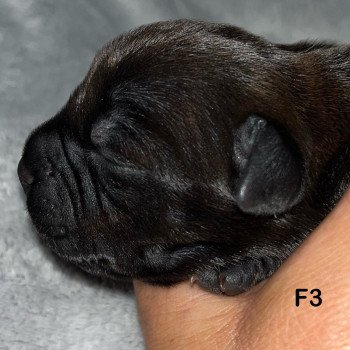 3e chiot (Portée Sky at du Clan de Sparte ❤ Panchito Pistoles 2025) - Femelle Blastron WV Femelle Staffordshire bull terrier