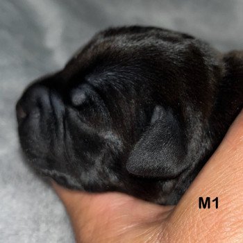 4e chiot (Portée Sky at du Clan de Sparte ❤ Panchito Pistoles 2025) - Mâle Tache blanche sous la gorge  - Blastron en herbe Mâle Staffordshire bull terrier