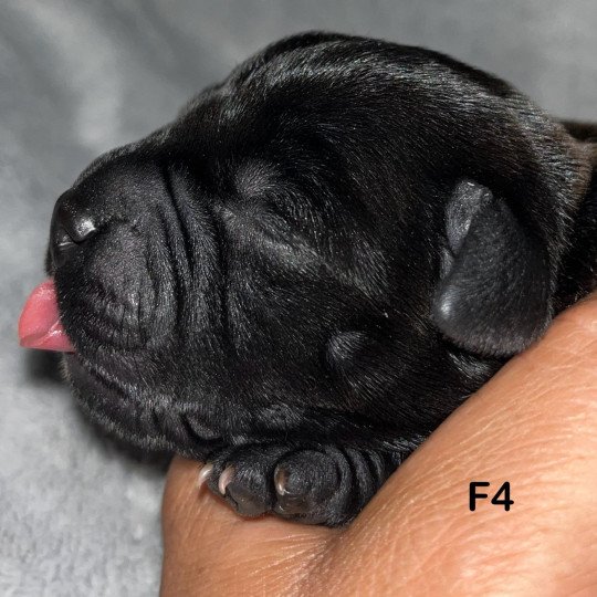 5e chiot (Portée Sky at du Clan de Sparte ❤ Panchito Pistoles 2025) - Femelle Blastron honrizintal Femelle Staffordshire bull terrier