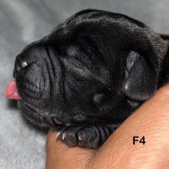 5e chiot (Portée Sky at du Clan de Sparte ❤ Panchito Pistoles 2025) - Femelle Blastron honrizintal Femelle Staffordshire bull terrier