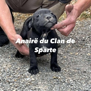 Anaïré Du clan de Sparte Femelle Staffordshire bull terrier