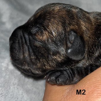 6e chiot (Portée Sky at du Clan de Sparte ❤ Panchito Pistoles 2025) - Mâle Blastron en triangle Mâle Staffordshire bull terrier