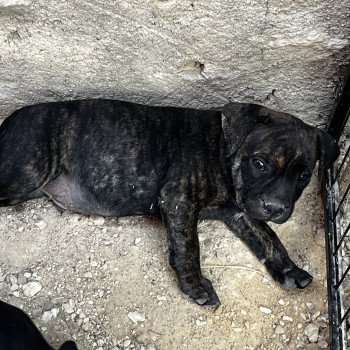 Aerendir Du clan de Sparte Mâle Staffordshire bull terrier