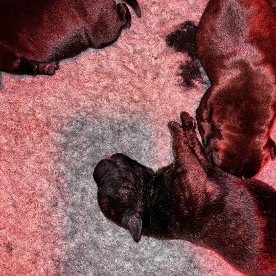 chiot Staffordshire bull terrier Du clan de Sparte  