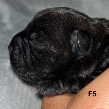 7e chiot (Portée Sky at du Clan de Sparte ❤ Panchito Pistoles 2025) - Femelle Blastron en forme de dragon Femelle Staffordshire bull terrier