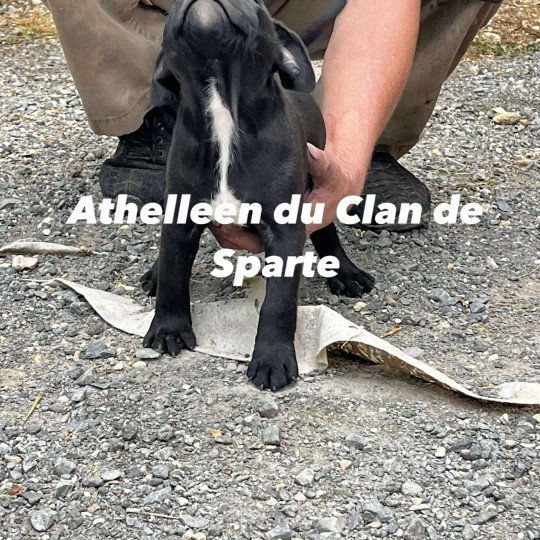 chiot Staffordshire bull terrier Du clan de Sparte  