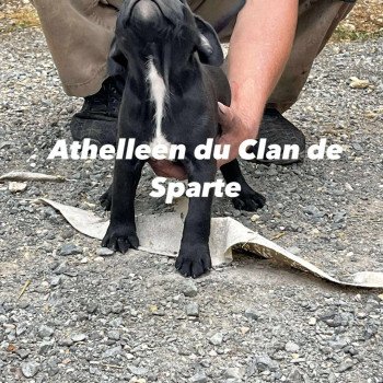 Athelleen Du clan de Sparte Femelle Staffordshire bull terrier